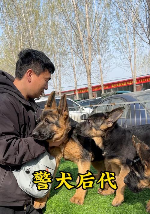 以警犬为主题的文章（探索警犬的品种及用途）