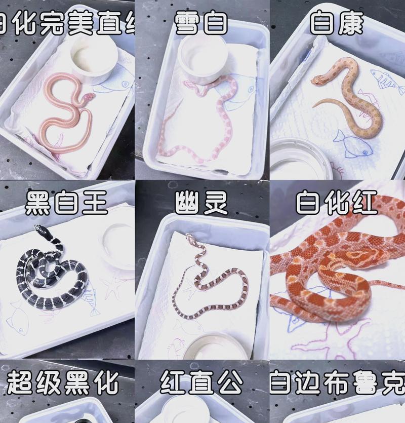 养玉米蛇的必备物品与要点（以养玉米蛇需要哪些东西和注意事项）