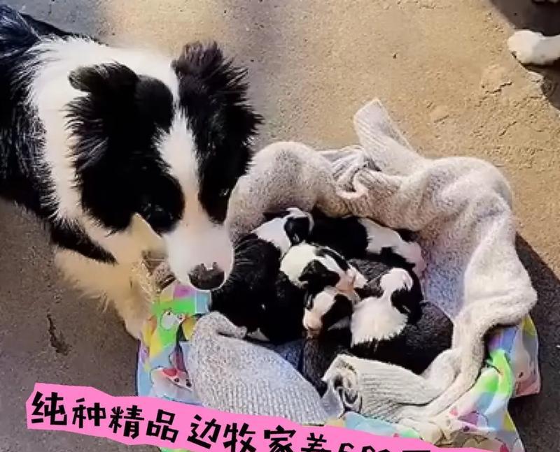 如何为母狗提供合适的饮食以保证健康的生育（了解母狗的饮食需求，为她们提供全面均衡的营养）