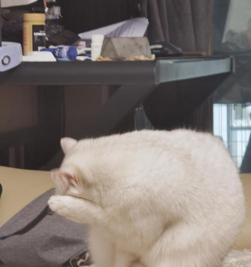 猫洗脸的奥秘揭示（探索为何猫洗脸如此重要）