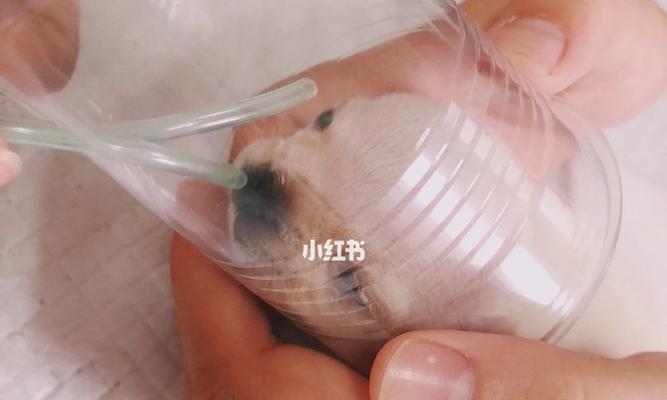 以生小狗的注意事项（如何照顾新生小狗）