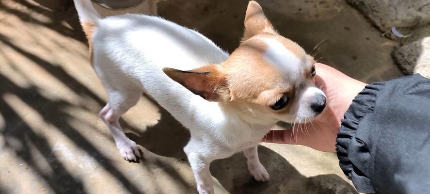 掉毛少异味小型犬的选择与养护（如何选购掉毛少、无异味的小型犬，以及如何正确养护）
