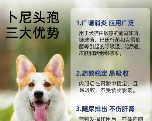 狗狗脓皮症治疗药膏选择与使用指南（了解脓皮症药膏种类和使用方法，帮助狗狗尽快康复）
