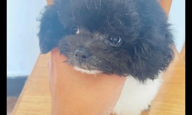 泰迪犬疫苗注射指南（了解泰迪犬所需的关键疫苗，保护它们的健康）