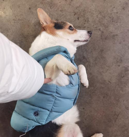 为什么狗狗不能喝生水？（了解狗狗饮水需求，确保它们的健康）