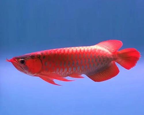 红龙鱼——迷人多彩的水族宠物（探索红龙鱼的独特之处与养殖技巧）
