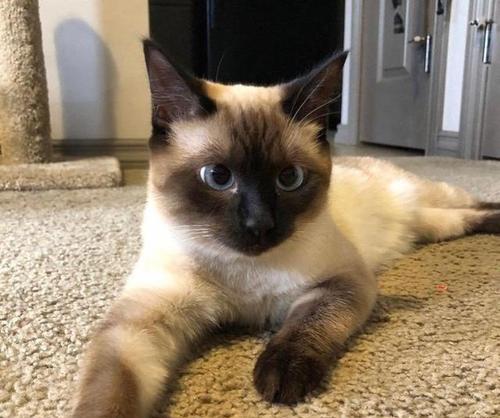 泰国的猫咪天堂（深入了解泰国街头猫）