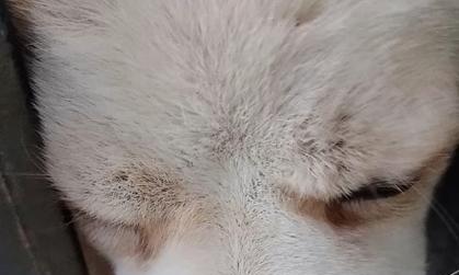 狗狗每天在家里的思考之旅（探索它内心世界的窗口）