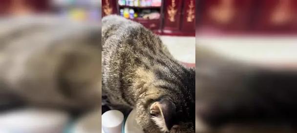 猫吃了过量维生素A会导致中毒死亡（了解猫对维生素A的需求和安全摄入量）