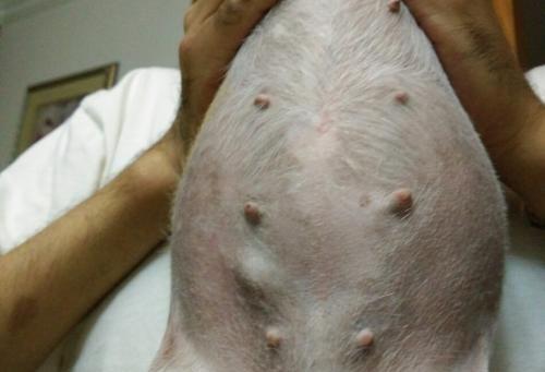 狗狗乳腺癌晚期症状揭秘（了解狗狗乳腺癌晚期的相关症状及注意事项）
