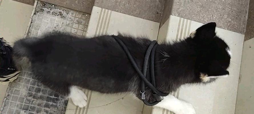 二哈的愚蠢之谜（探究二哈为何如此笨拙）