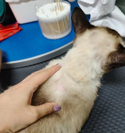 猫摆设的最佳位置与布置指南（打造舒适与活力共存的猫咪天堂）