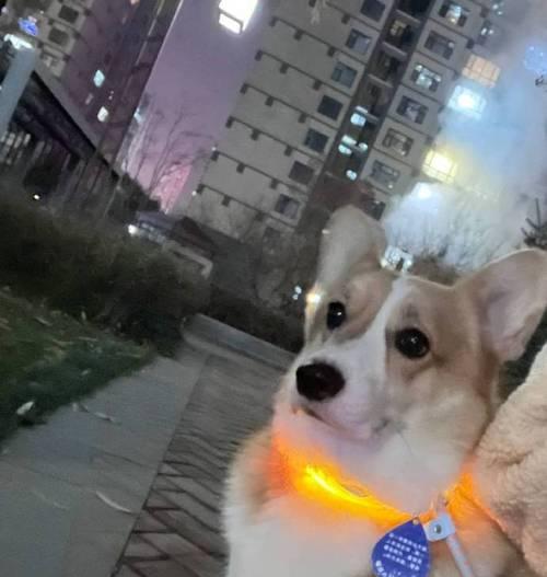 肥嘟嘟的汪星人——胖狗的故事（探寻胖狗生活的喜与忧）