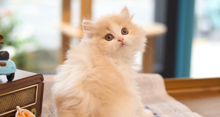 猫咪拉肚子应该吃什么食物？（有效的饮食调节对猫咪肠胃问题的帮助很大）