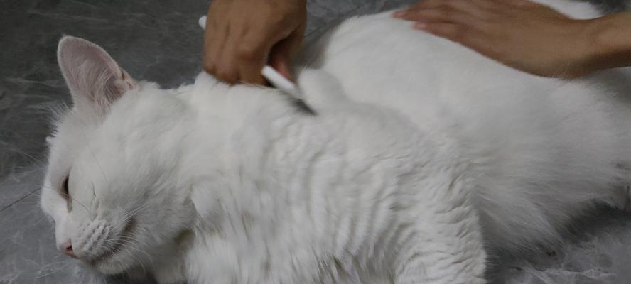 揭秘猫猫走路弓着的原因（探究猫咪身体结构与步态特点）