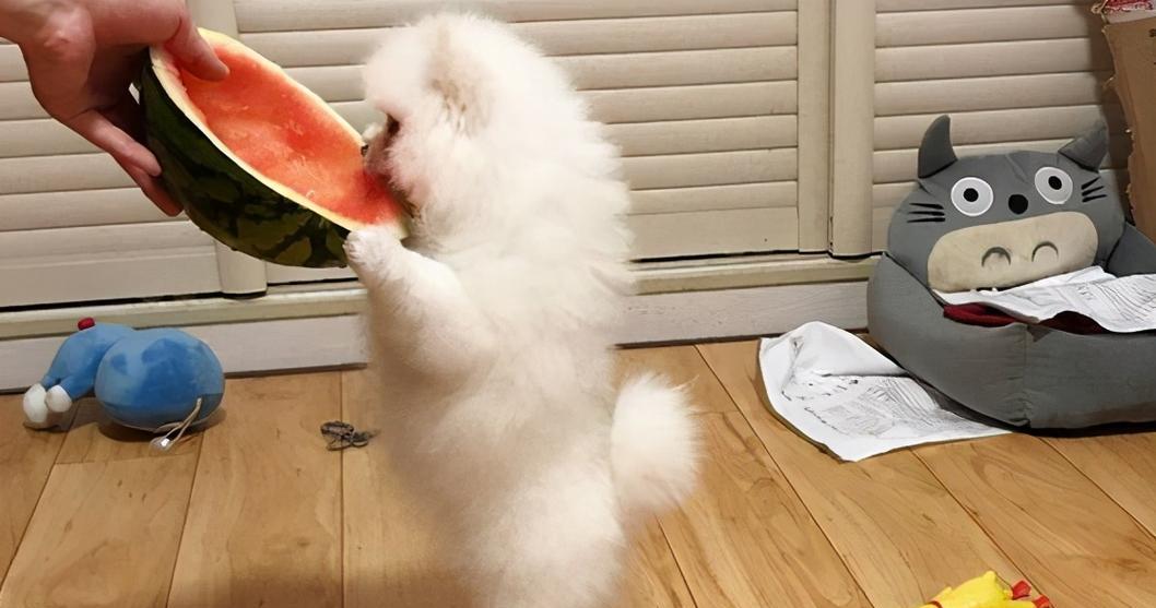 博美如何通过饮食增加体重？（博美狗瘦弱的原因及增肥饮食指南）