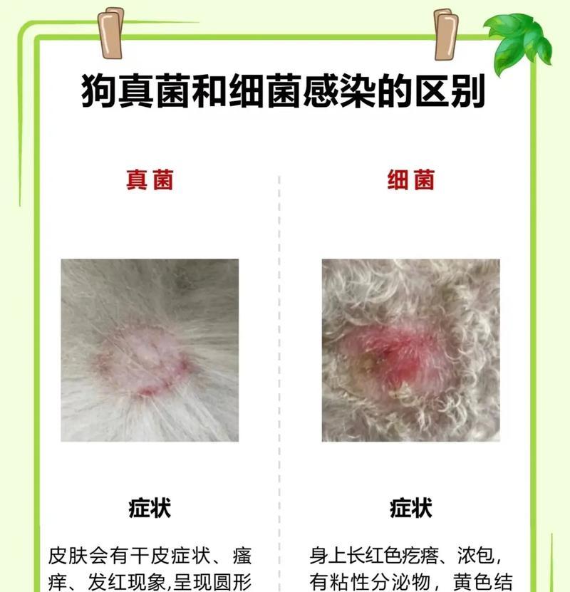 狗得了螨虫，这是一种什么样的情况？（了解狗得了螨虫的症状、诊断和治疗方法）