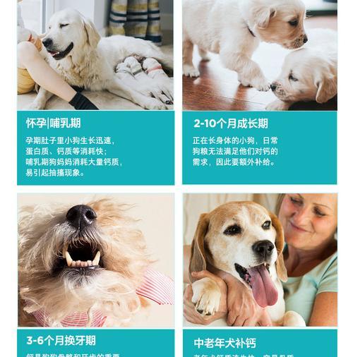 3个月狗狗长身体的关键饮食（提供给你的小狗健康成长所需的正确营养）