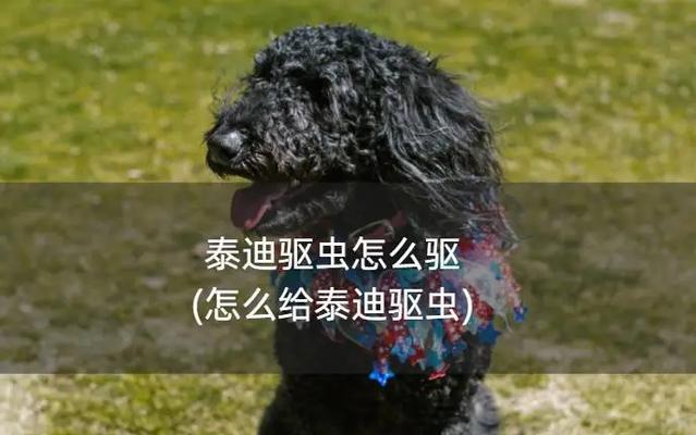 如何科学地为泰迪幼崽驱虫？（驱虫时机、方法和注意事项一网打尽！）