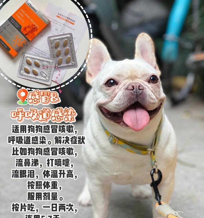 狗狗感冒后适宜食用的食物（以营养丰富、易消化的食物促进狗狗康复）