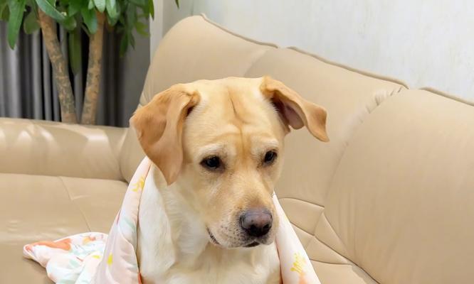 为什么狗狗喜欢站着睡觉？（探究狗狗站立睡眠的原因和意义）