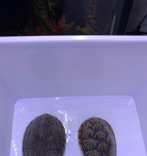 亚洲巨龟龟蛋孵化为何需要如此漫长的时间（探究亚洲巨龟孵化过程中的时间特点及原因）