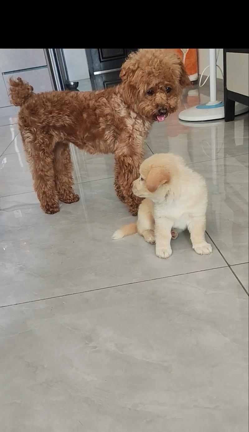 为什么狗会在早上叫？（探究狗叫的原因及解决方法）
