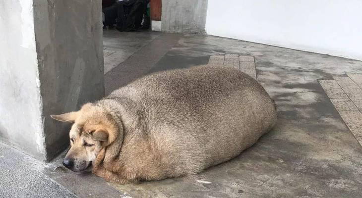 哪种狗精力最差？（寻找能量低下的狗品种）