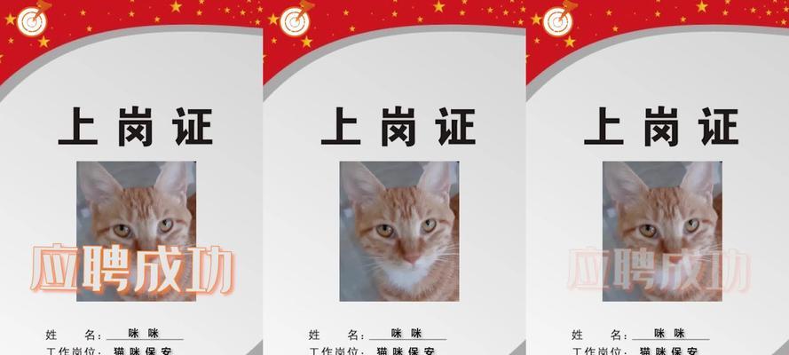 流浪猫体检及检查项目（关爱流浪猫，从体检开始）