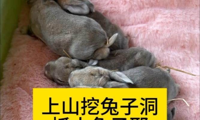 捉兔子神器-猎鹰的奇幻世界（拥有锐利目光的猎鹰成为最佳兔子捕手）