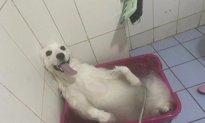 以萨摩耶幼犬洗澡的正确方式（如何选择合适的洗澡用品和洗澡频率）