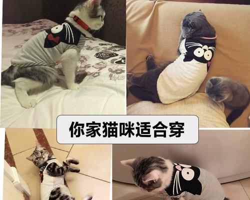 美短剃毛前后大变身（从蓬松可爱到清爽整洁，美短剃毛是你的不二选择）