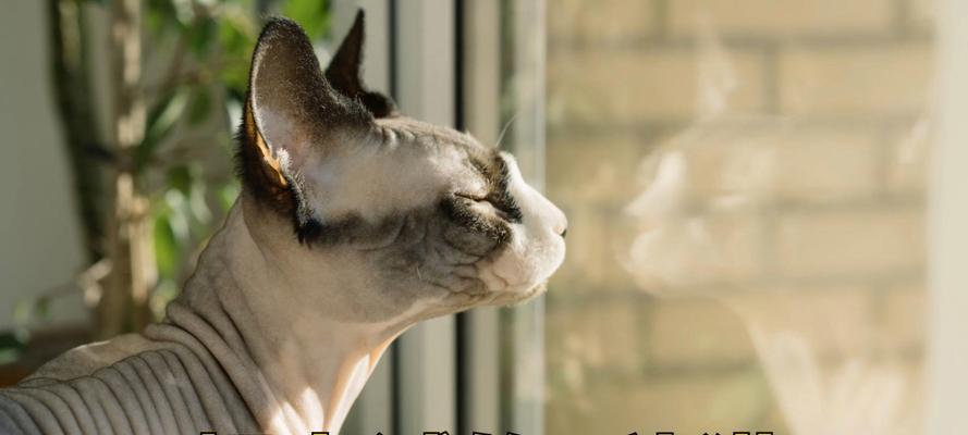 猫的忠诚之谜（揭秘猫咪不忠诚的背后原因）