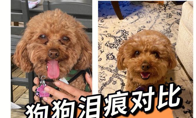 凯迪狗的饮食搭配与营养需求（科学合理的饮食搭配，让你的凯迪狗更健康）