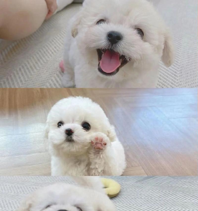 比熊幼犬大小便训练指南（培养比熊幼犬良好的卫生习惯）