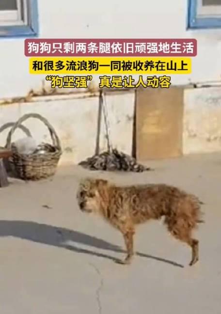 狗被车撞后的迹象及处理方式（紧急情况下如何判断狗被车撞后的情况与处理）
