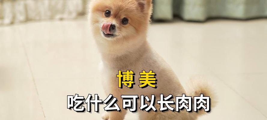 如何正确给小狗增肥（合理饮食和适量运动是关键）