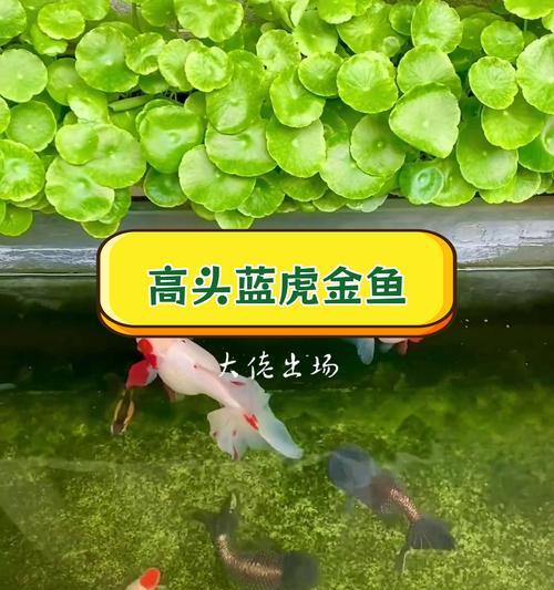 探秘世界上爱吃青苔的鱼类（神奇的鱼类）