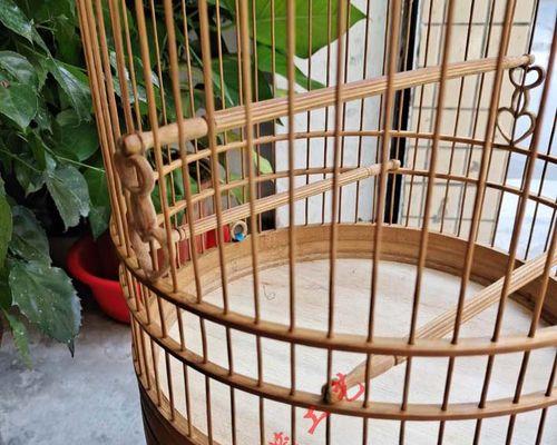 四喜鸟养殖（了解四喜鸟适宜的笼子类型，打造舒适的生活环境）