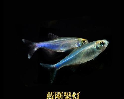 以灯鱼和什么鱼能混养？（探索适合与灯鱼混养的鱼类及关键因素解析）