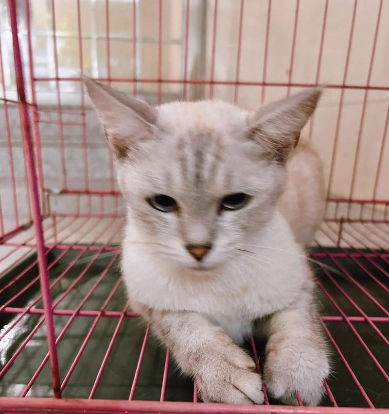 暹罗猫的魅力与特点（探索暹罗猫的起源、外貌和性格）