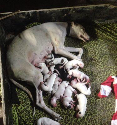 狗狗下奶食谱大全（给爱犬提供最佳下奶食物，营养均衡无忧）