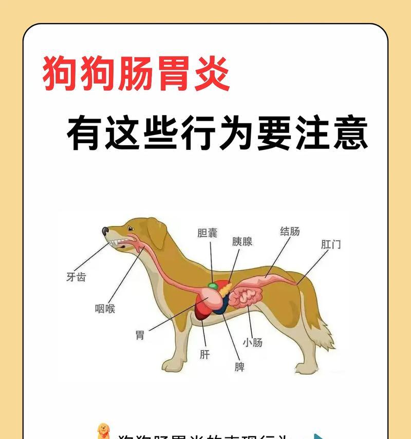 狗为什么会呕吐？（了解狗呕吐的原因和应对方法）