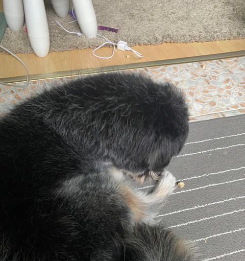 狗为什么会出现毛发变黑的现象？（探究影响狗毛发变黑的因素及解决方法）