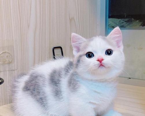 攻击性强的猫品种解析（揭秘攻击性强的猫，帮助养猫者更好地了解和管理）
