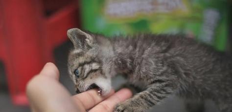 探究猫为什么喜欢抓人（揭开猫咪抓人的神秘面纱）