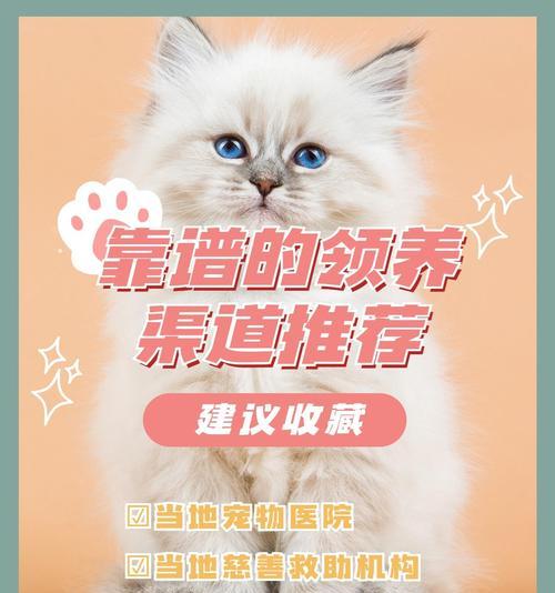 领养成年猫的注意事项