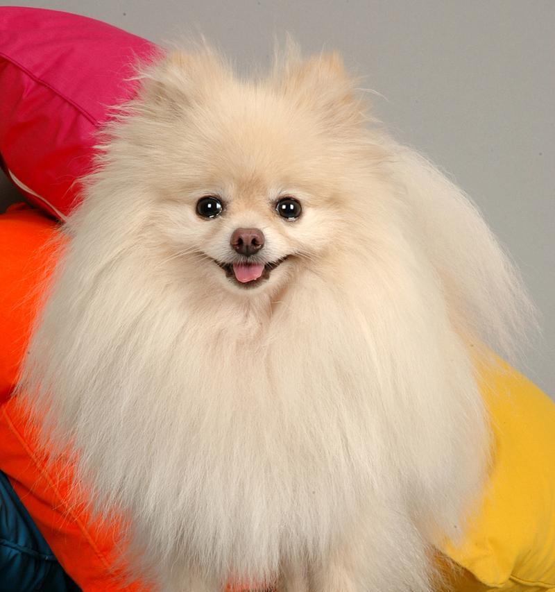 博美犬常见皮肤病详解（探究博美犬易患皮肤病的原因与治疗方法）