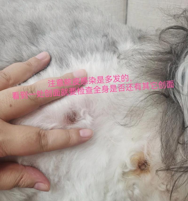 狗狗脓皮症（揭秘狗狗脓皮症的成因以及有效的治疗方法）