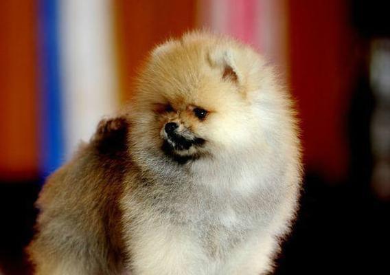 博美犬打针的时间及注意事项（如何正确给博美犬注射疫苗保健其健康）